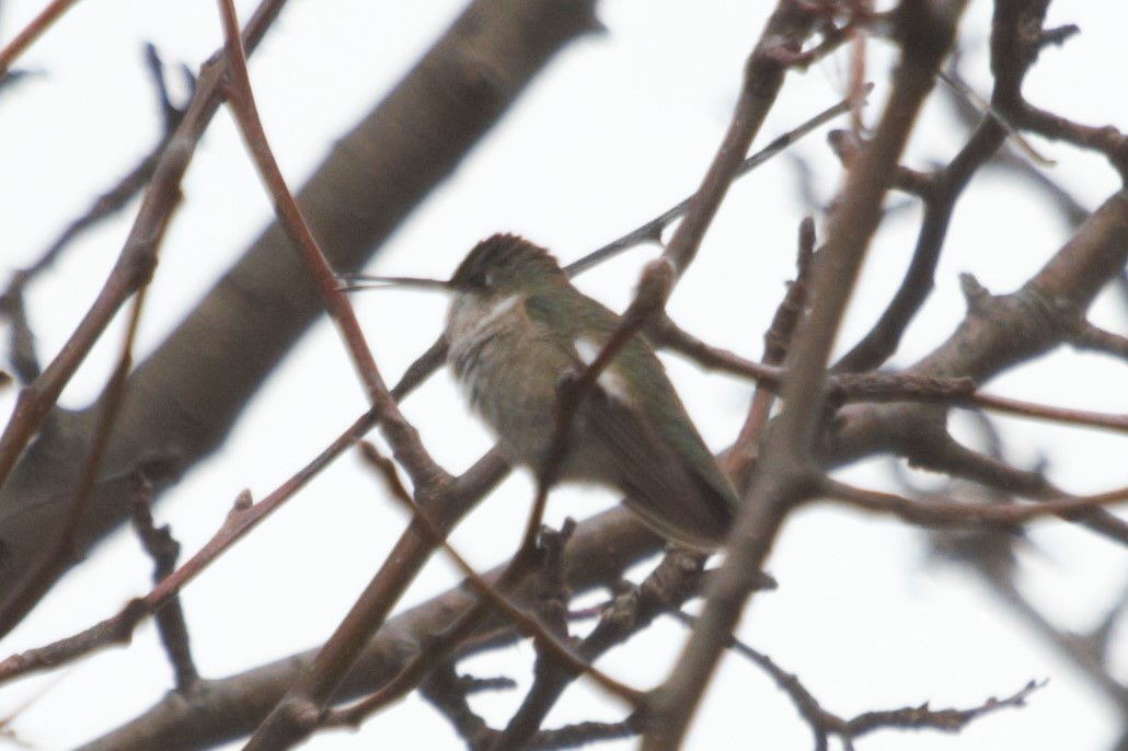 Black-chinned Hummingbird - Dan Haas