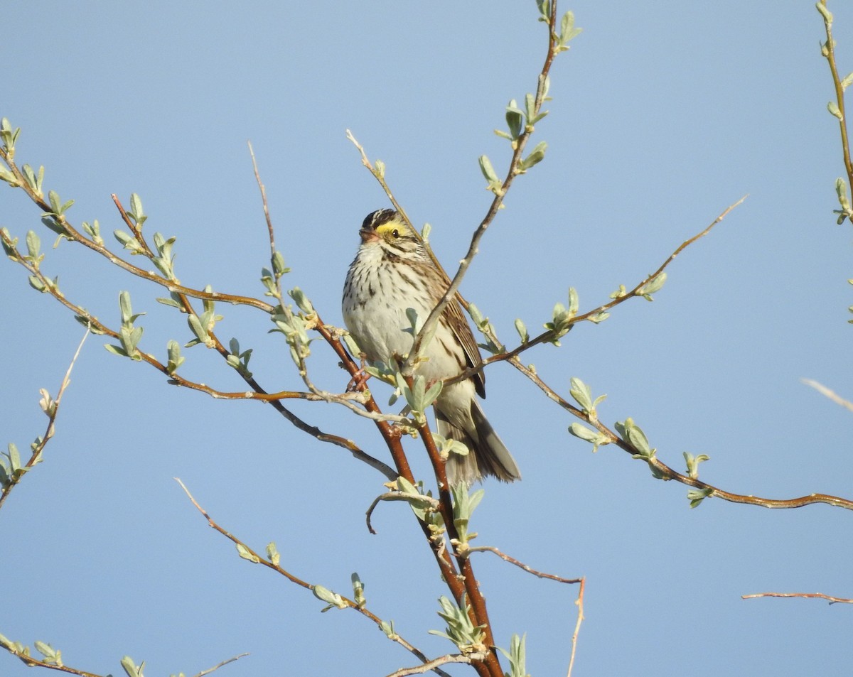Savannah Sparrow - ML237378151