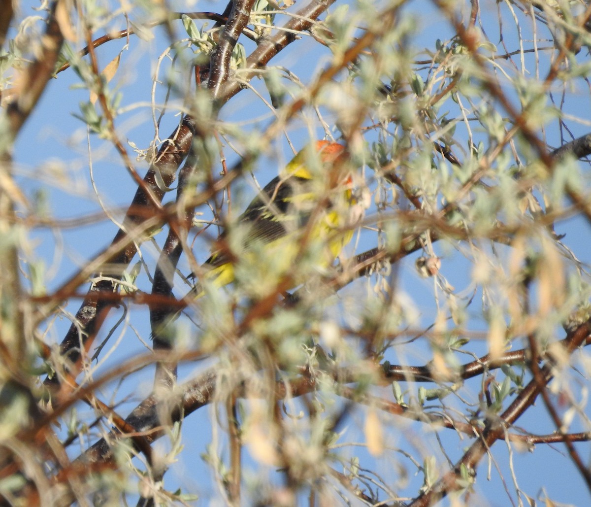 Western Tanager - Shane Sater
