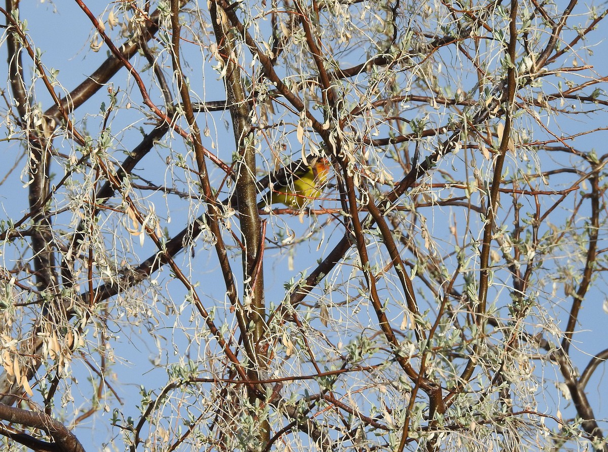 Western Tanager - ML237378331