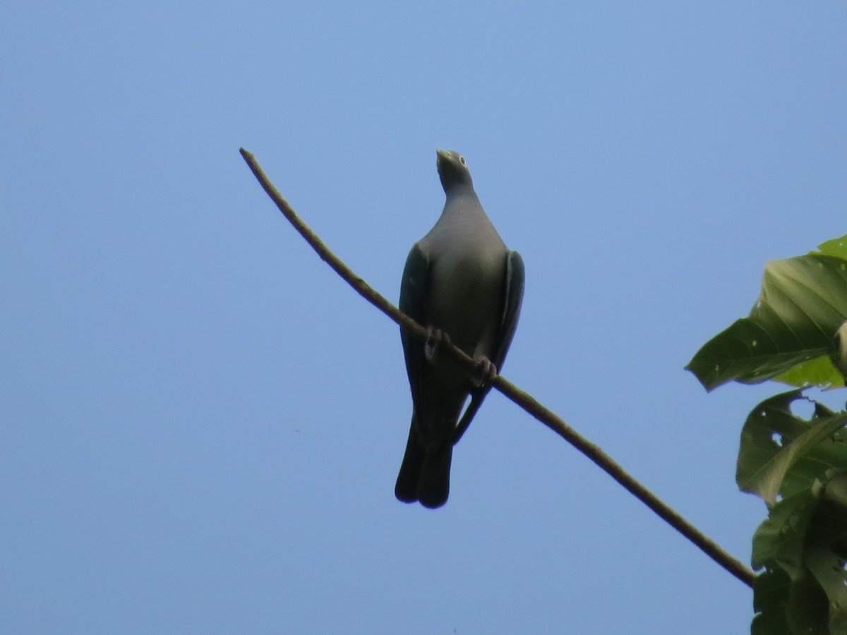 Spectacled Imperial-Pigeon - ML23738201