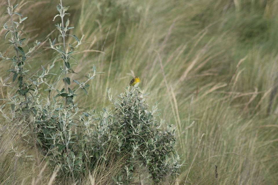 Grassland Yellow-Finch - Diana  Rocha