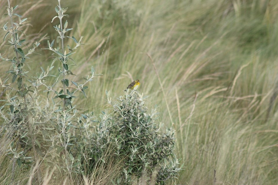 Grassland Yellow-Finch - ML237383751
