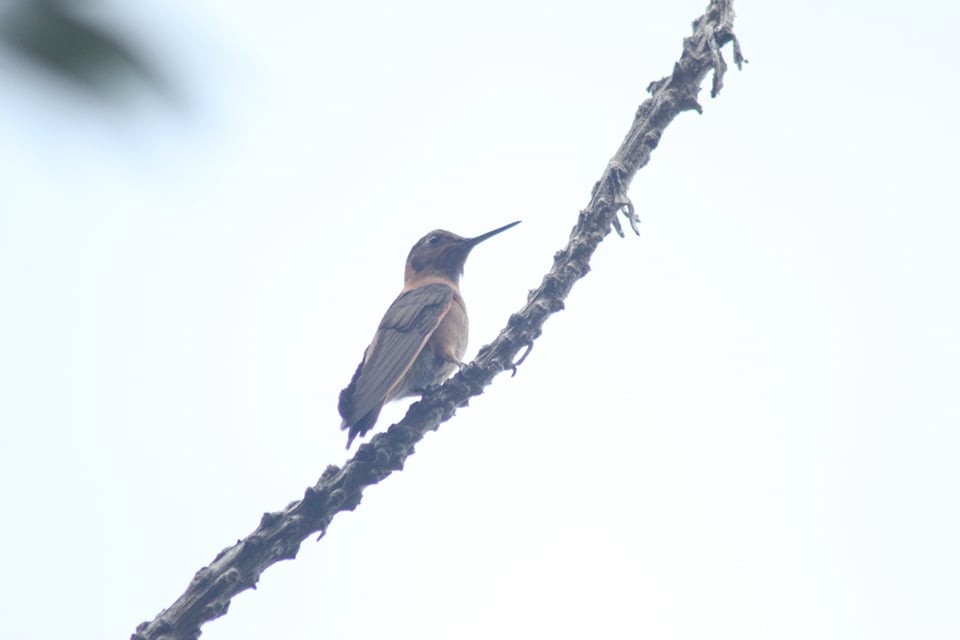 kolibřík duhovohřbetý - ML237383951