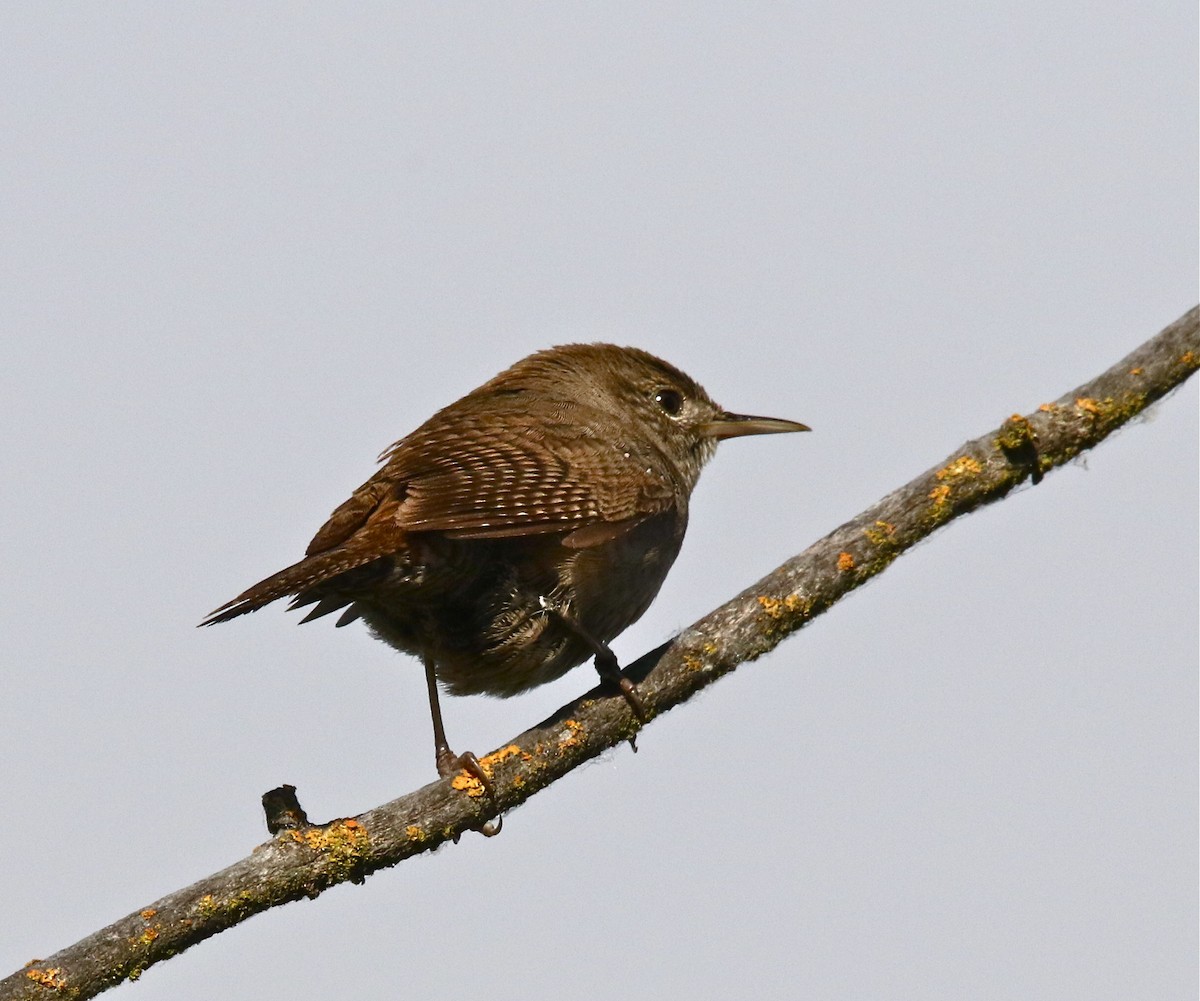 House Wren - Pair of Wing-Nuts