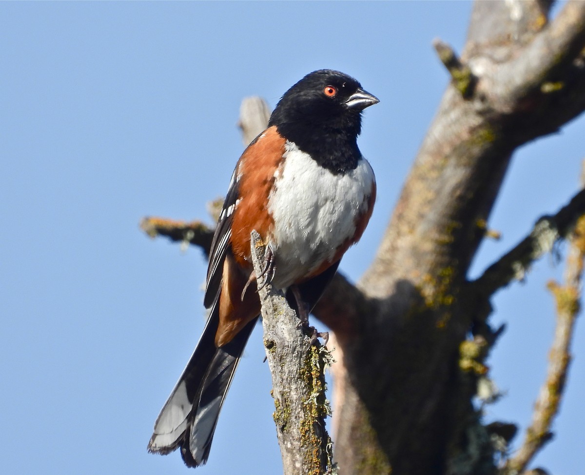 Spotted Towhee - ML237384581