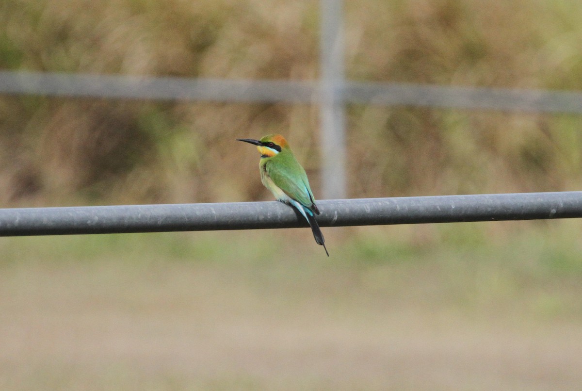 Rainbow Bee-eater - Stuart Pickering