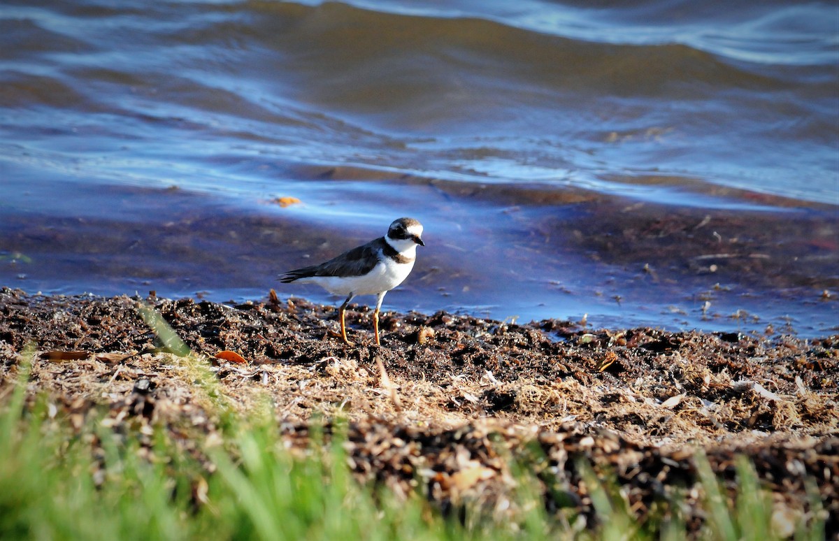 Semipalmated Plover - ML237392771