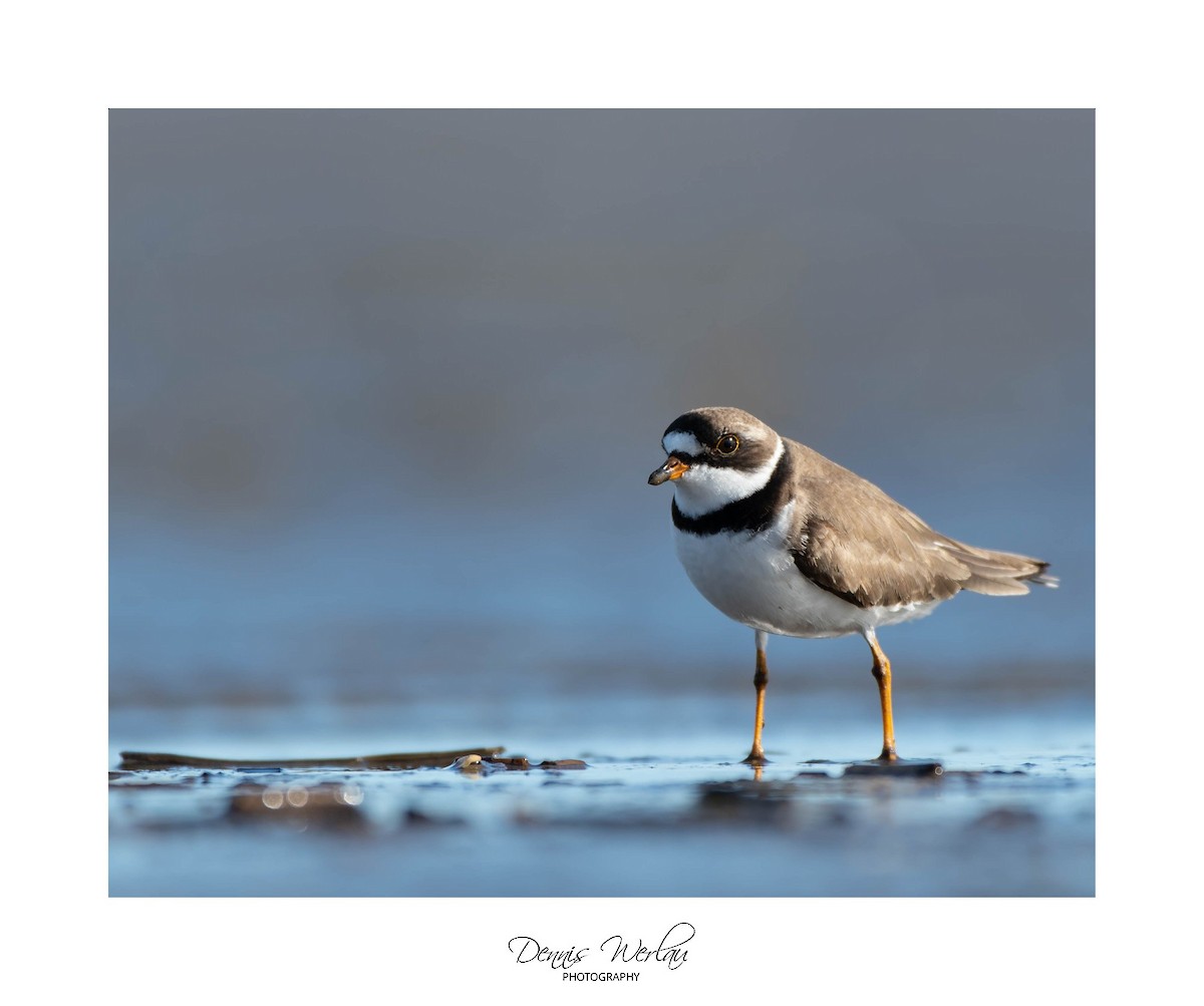 Semipalmated Plover - ML237393611