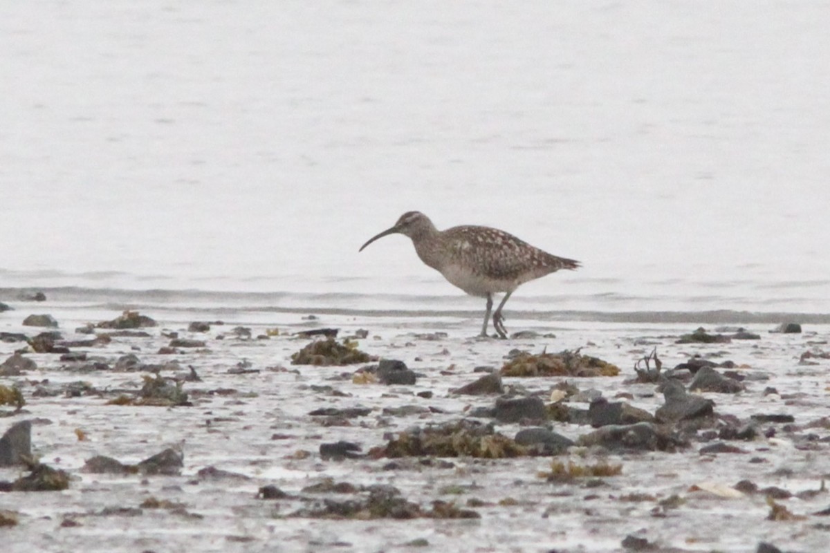 Bristle-thighed Curlew - ML237400651