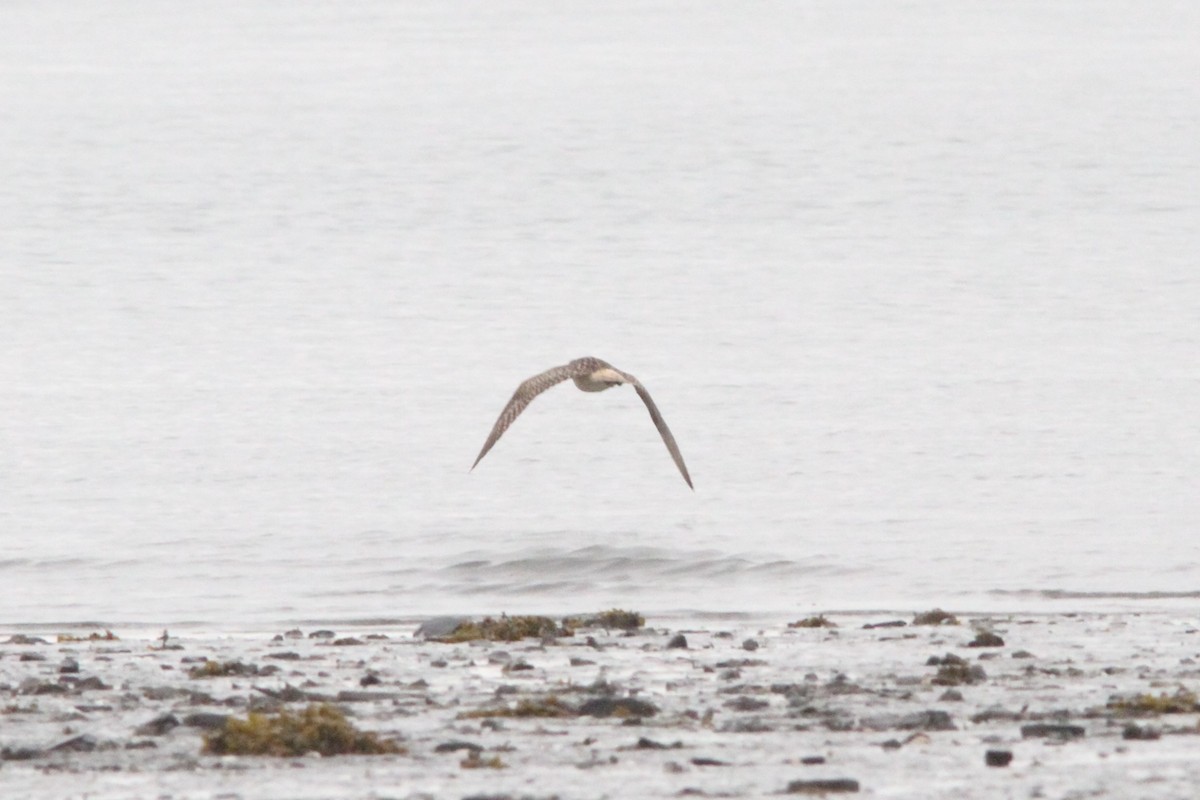 Bristle-thighed Curlew - ML237400661