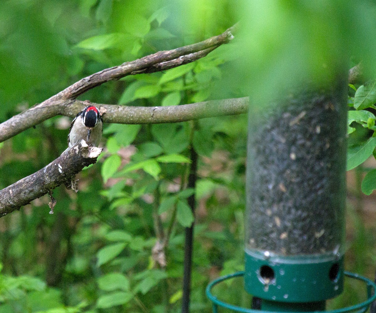 Hairy Woodpecker (Eastern) - ML237404481