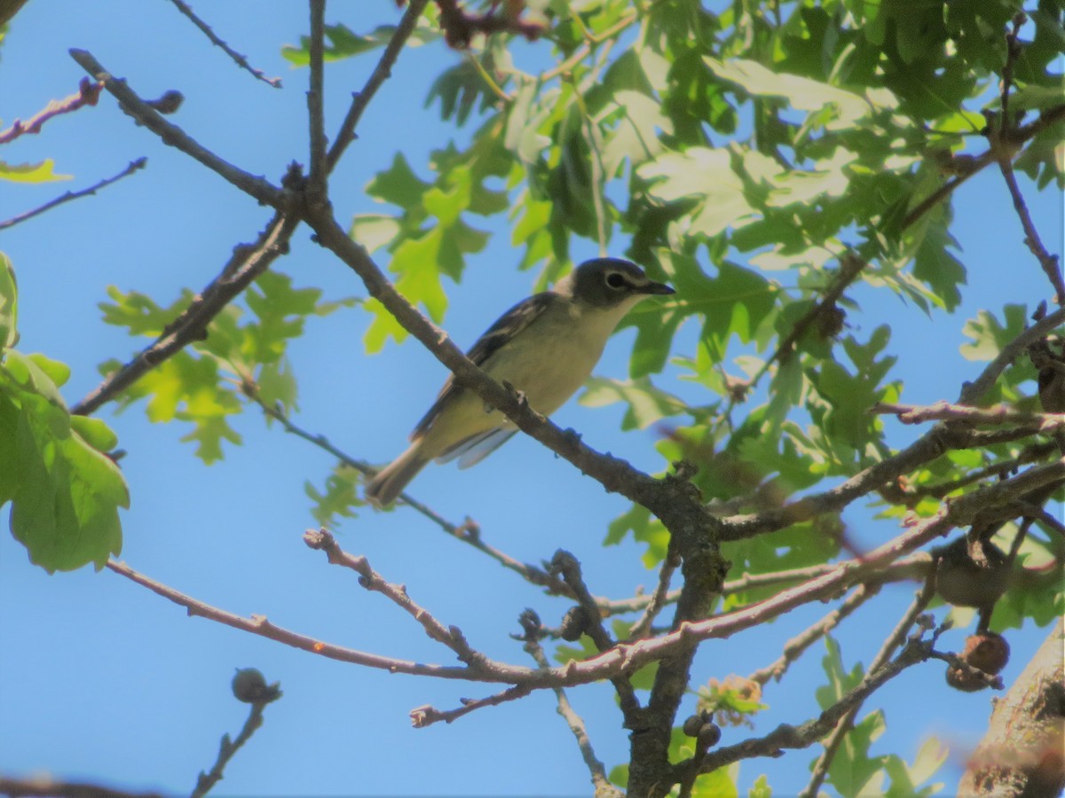 Cassin's Vireo - Andy N