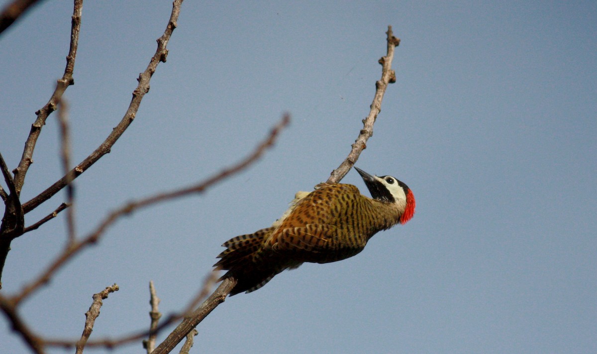 Spot-breasted Woodpecker - ML23740731