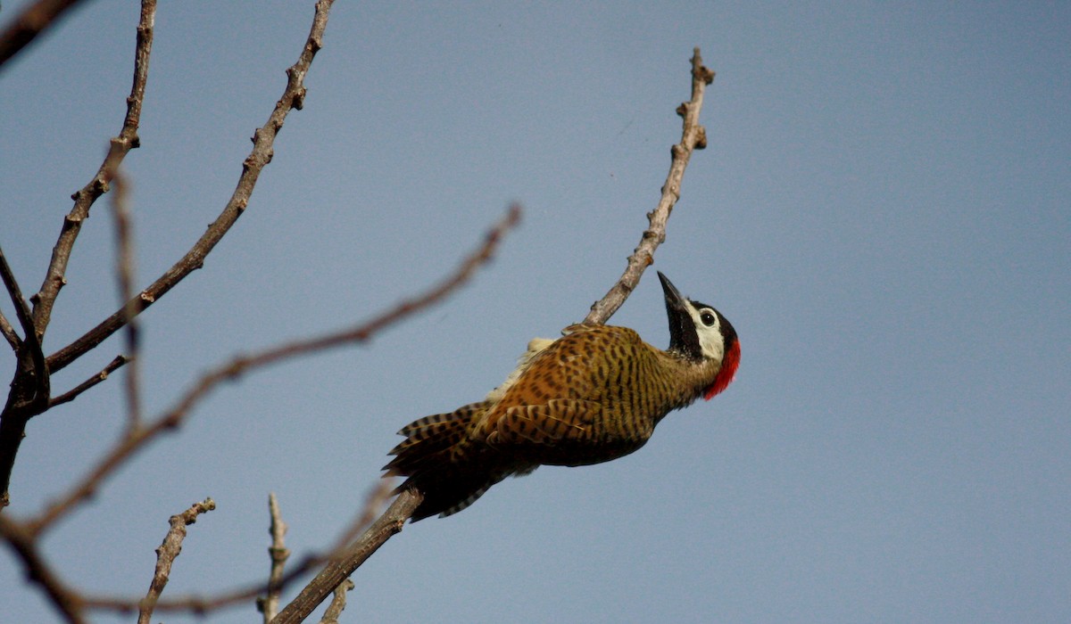 Spot-breasted Woodpecker - ML23740741