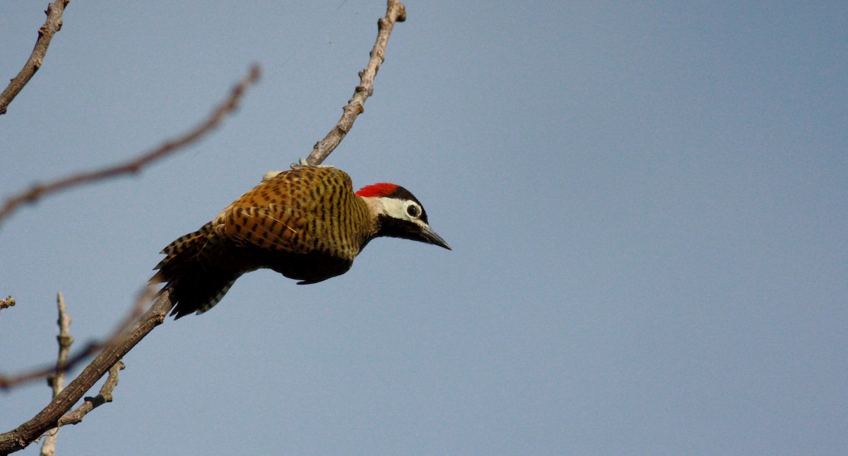 Spot-breasted Woodpecker - ML23740751