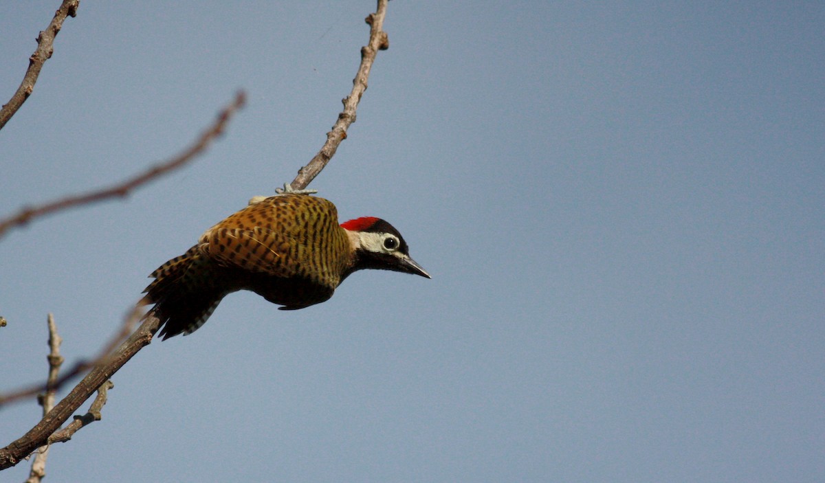 Spot-breasted Woodpecker - ML23740761