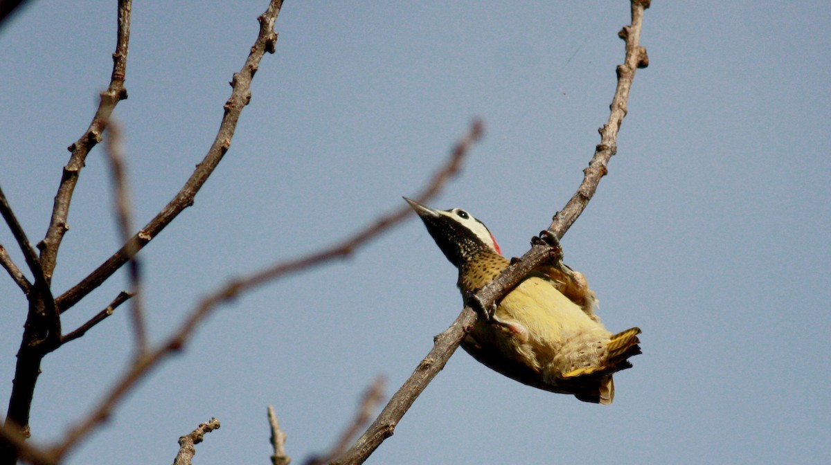 Spot-breasted Woodpecker - ML23740771