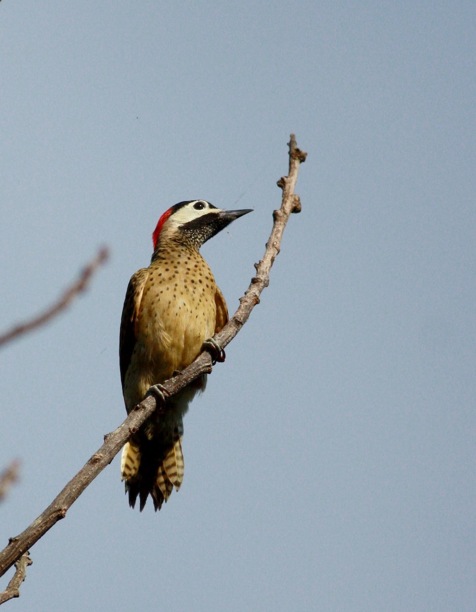 Spot-breasted Woodpecker - ML23740781
