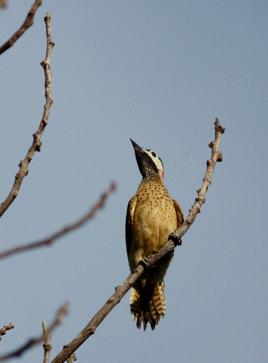 Spot-breasted Woodpecker - ML23740791
