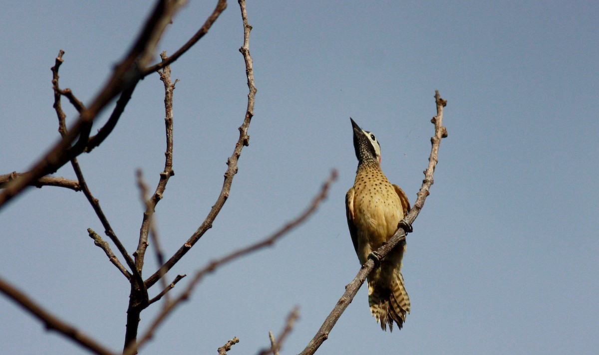 Spot-breasted Woodpecker - ML23740801