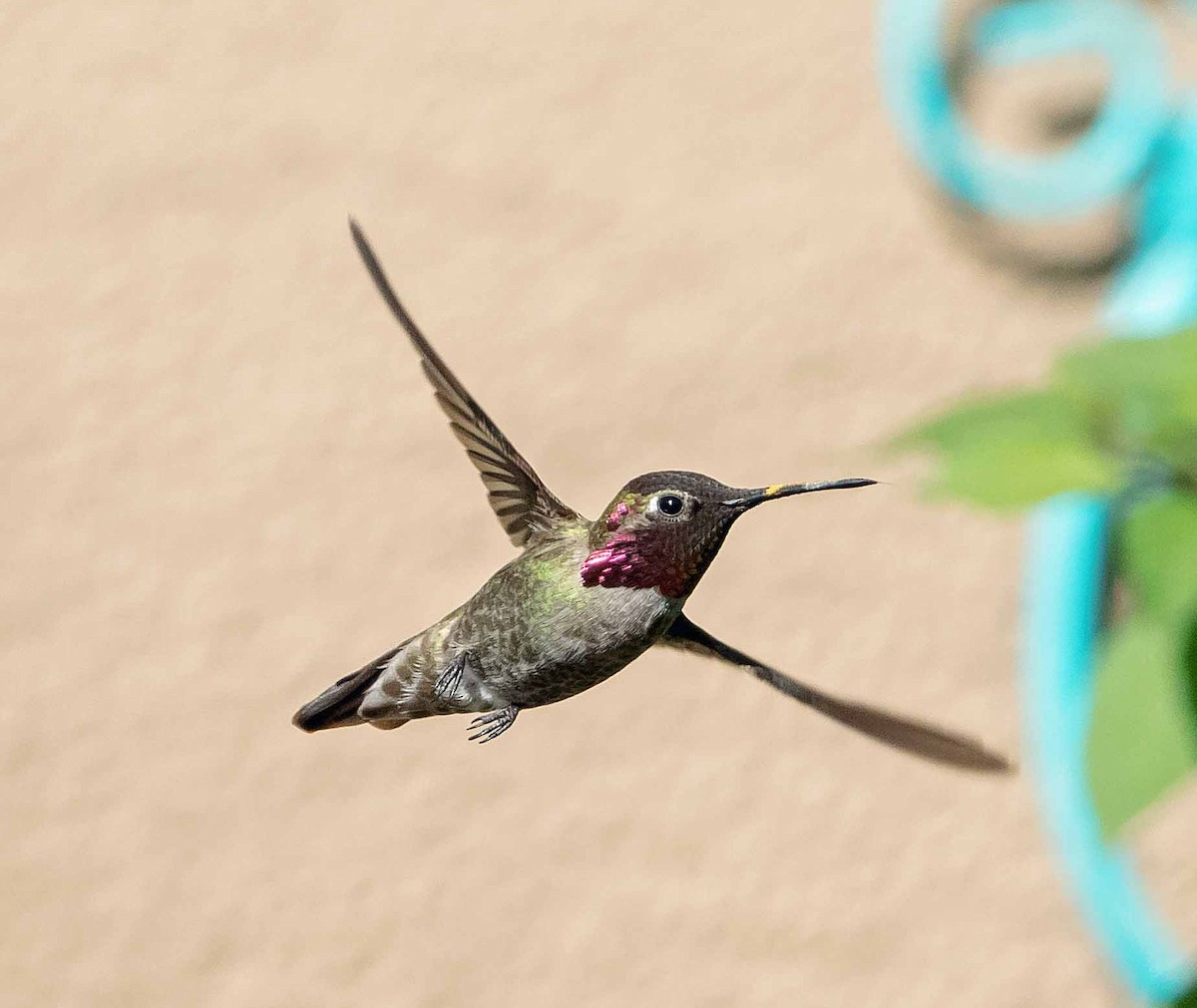 Anna's Hummingbird - ML237409681