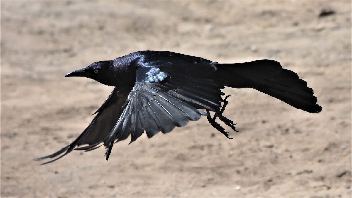 Great-tailed Grackle - ML237413831