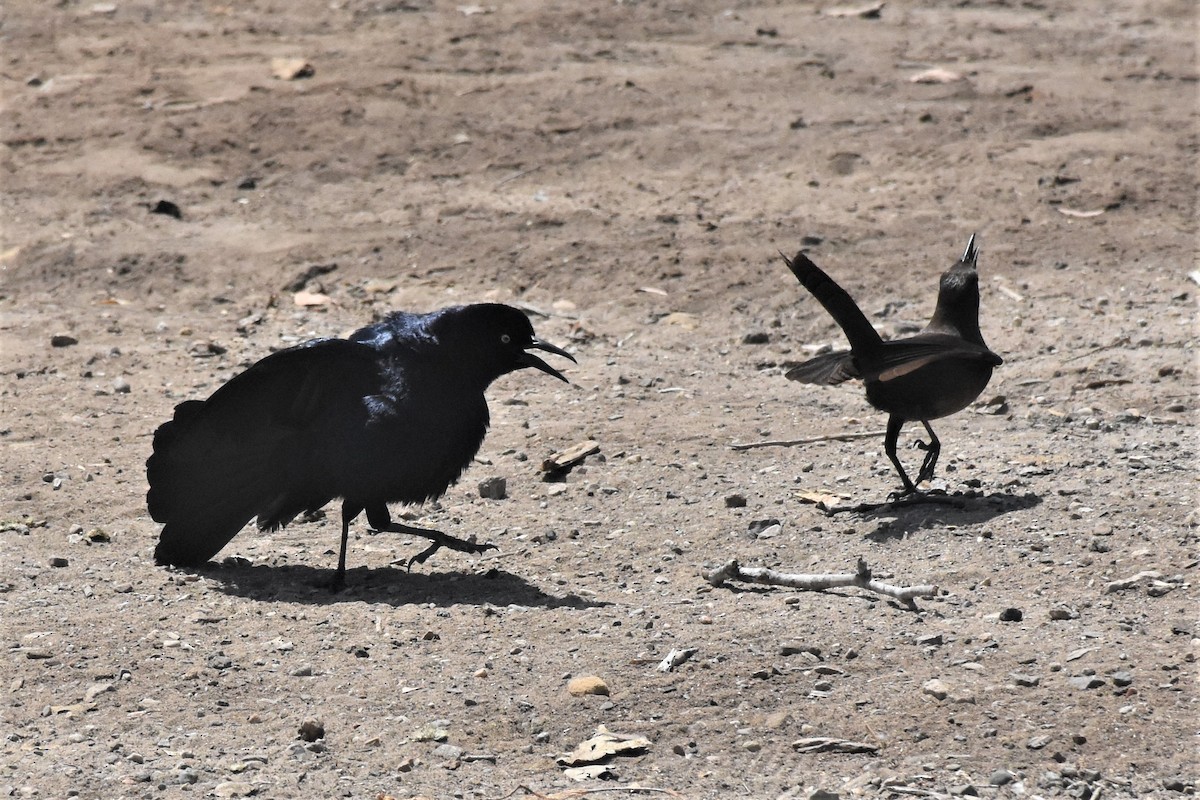Great-tailed Grackle - Michael I Christie