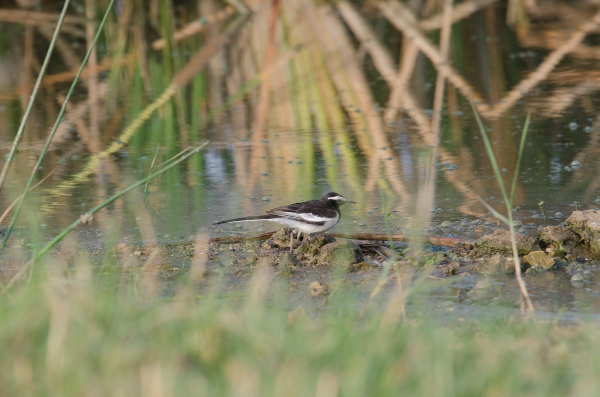 White-browed Wagtail - ML237414421