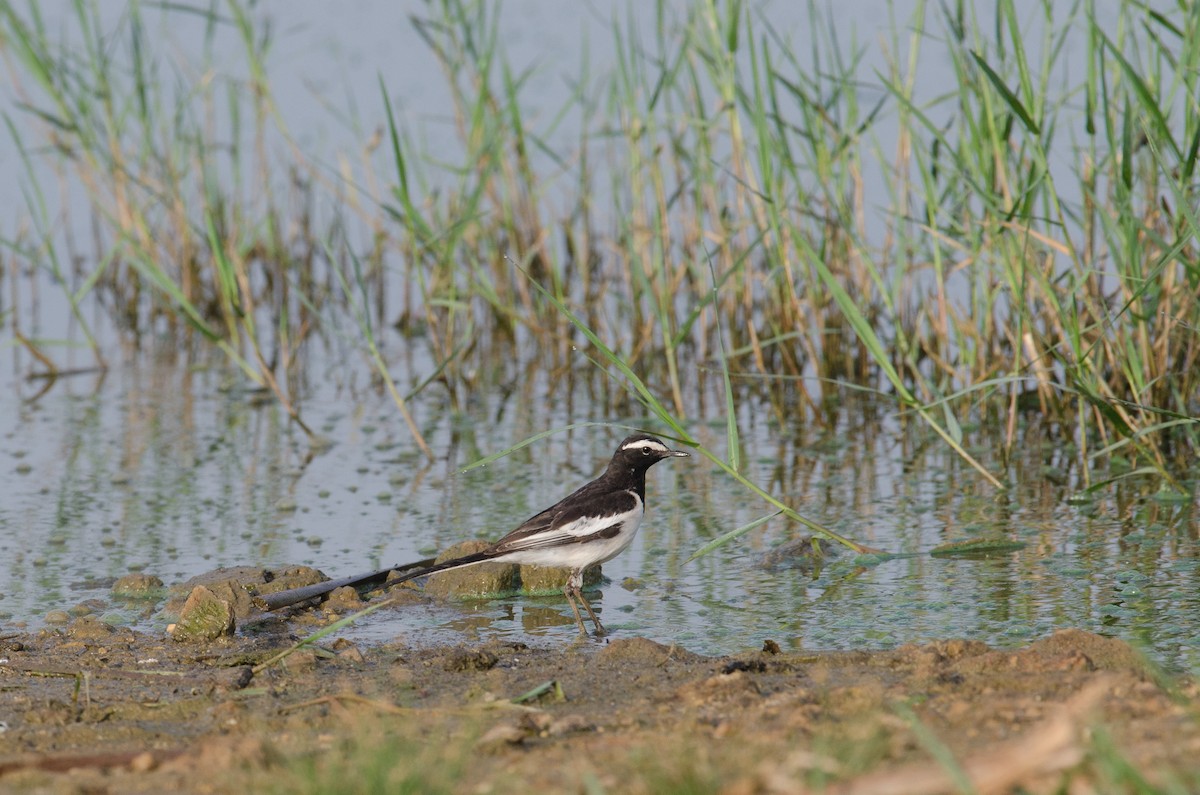 White-browed Wagtail - ML237414431