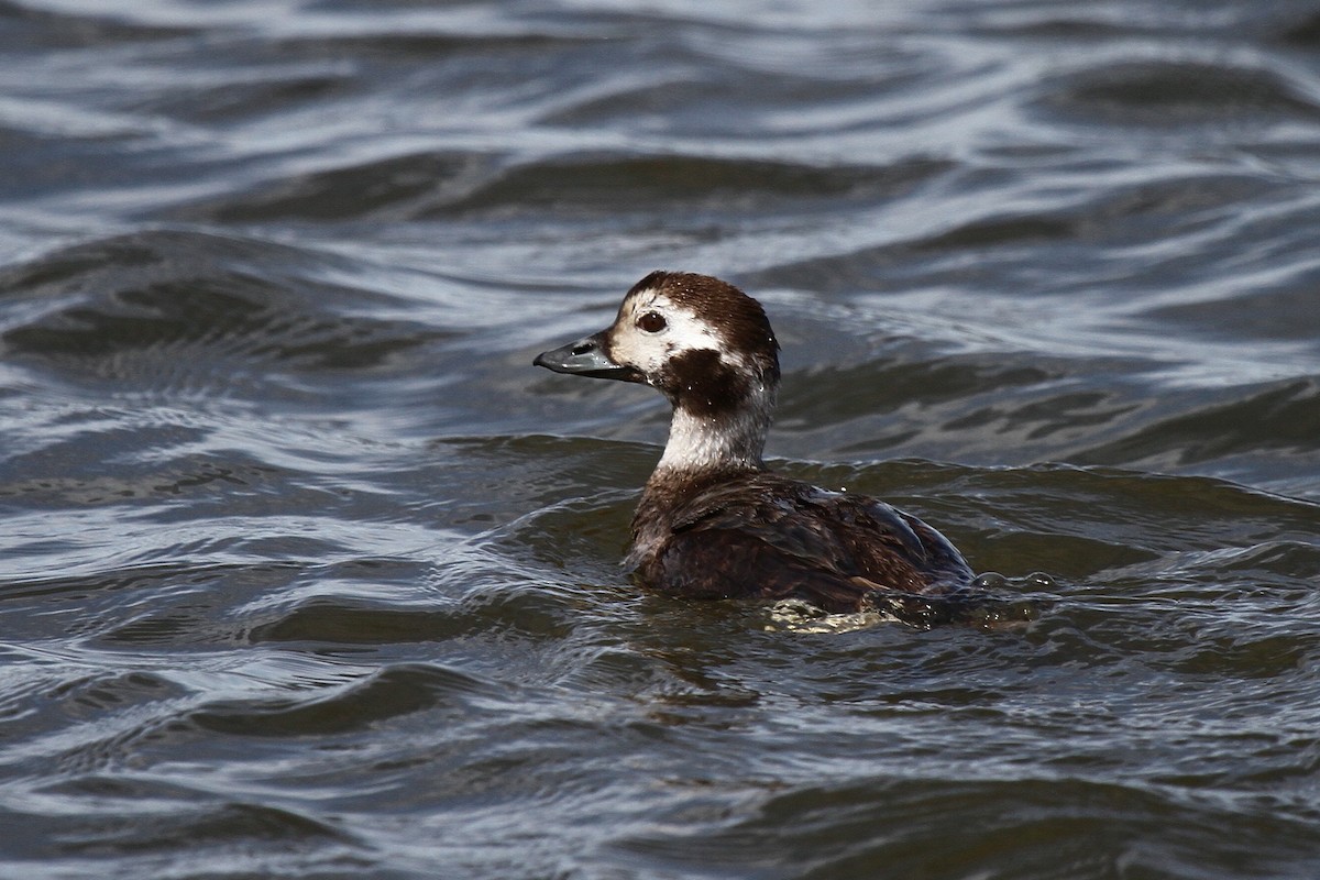 Long-tailed Duck - Ron Sempier