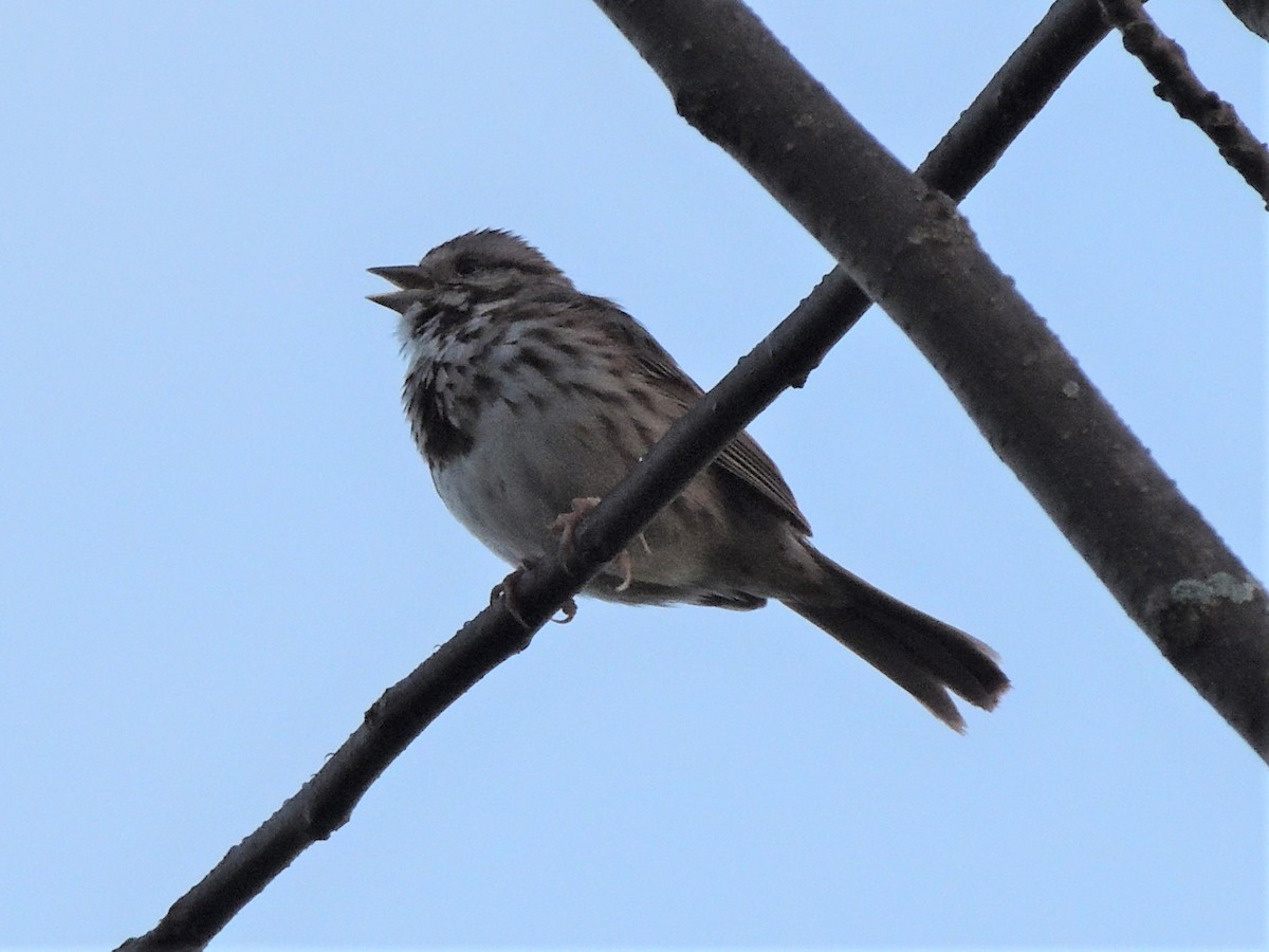 Song Sparrow - Paul Zeller