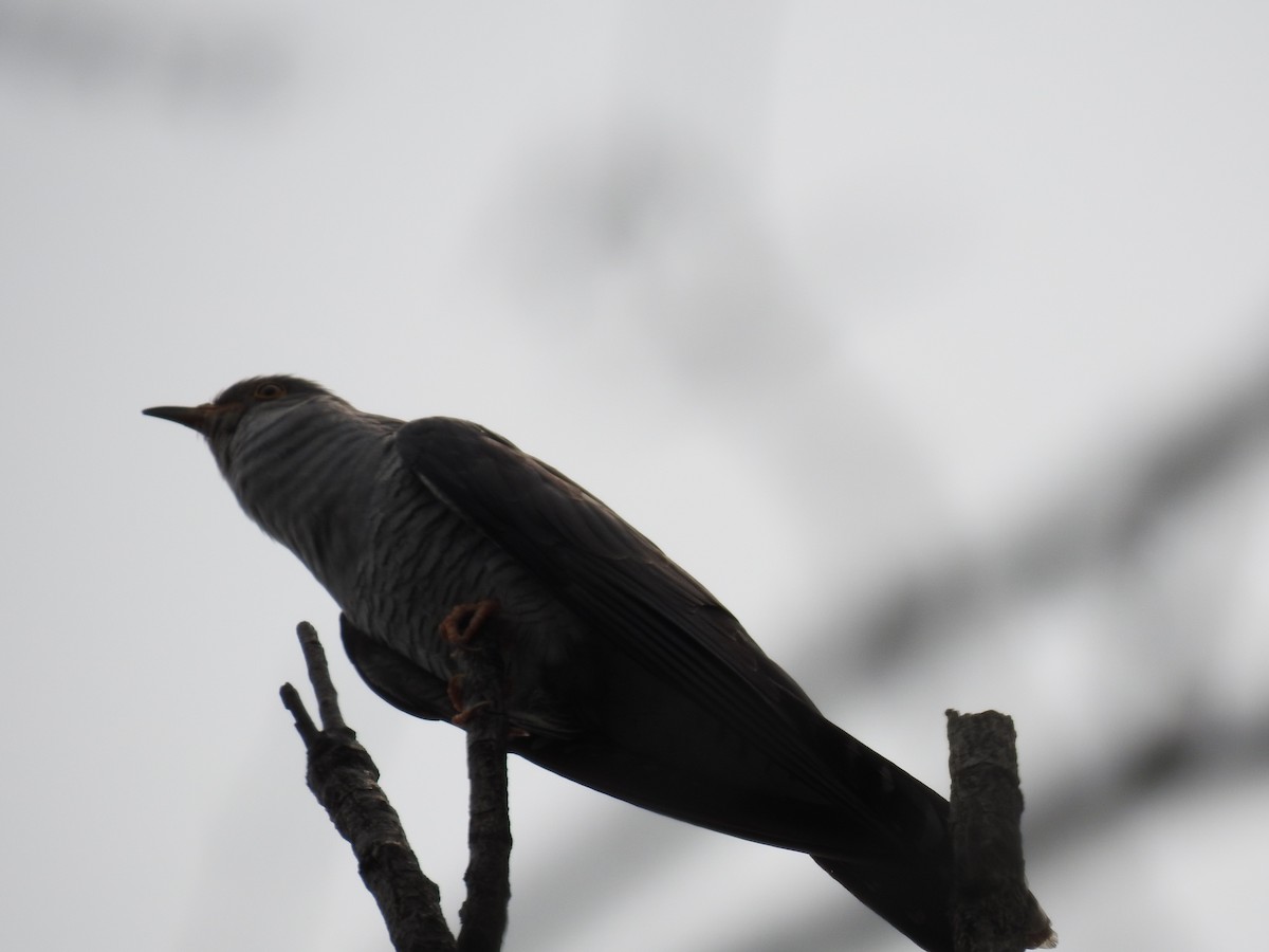 Common Cuckoo - ML237417641