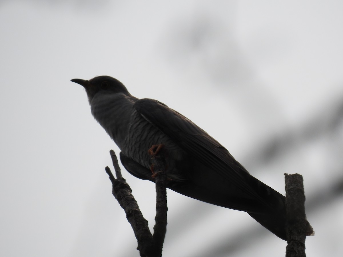 Common Cuckoo - ML237417661