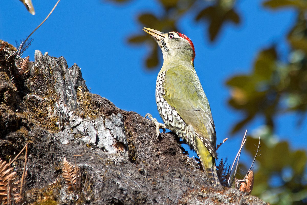 Scaly-bellied Woodpecker - Yash Kothiala