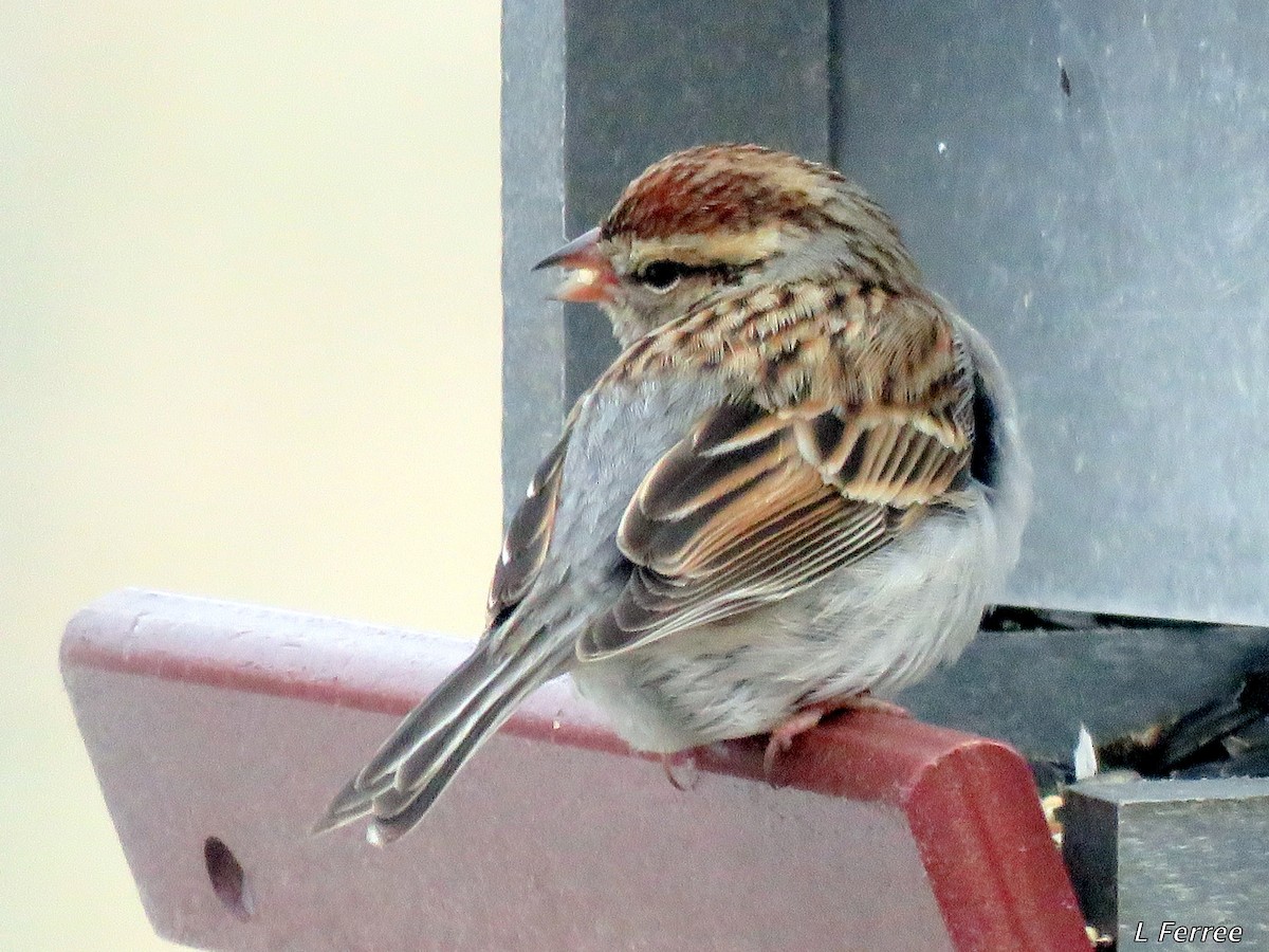 Chipping Sparrow - Leslie Ferree