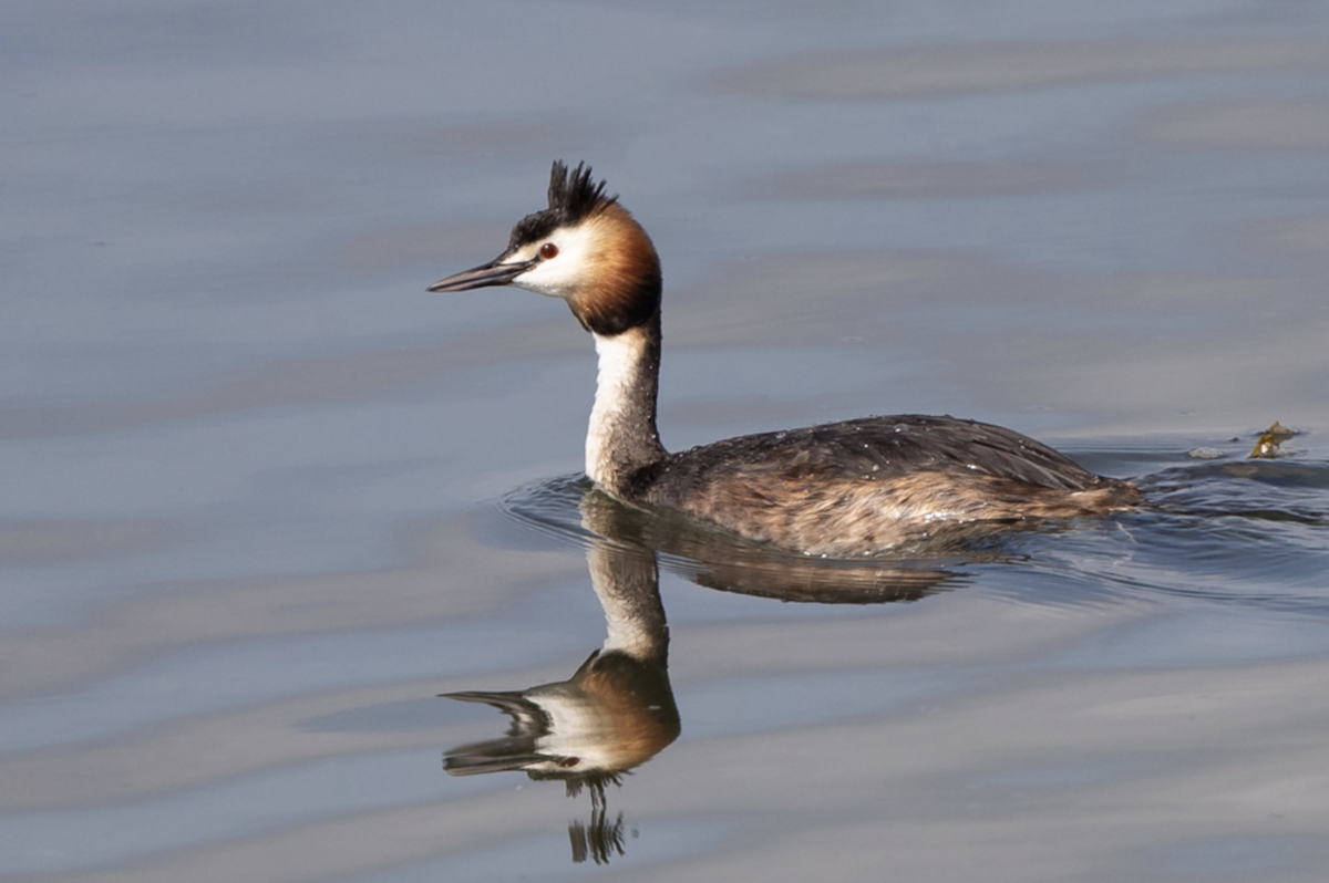 Great Crested Grebe - ML237429801