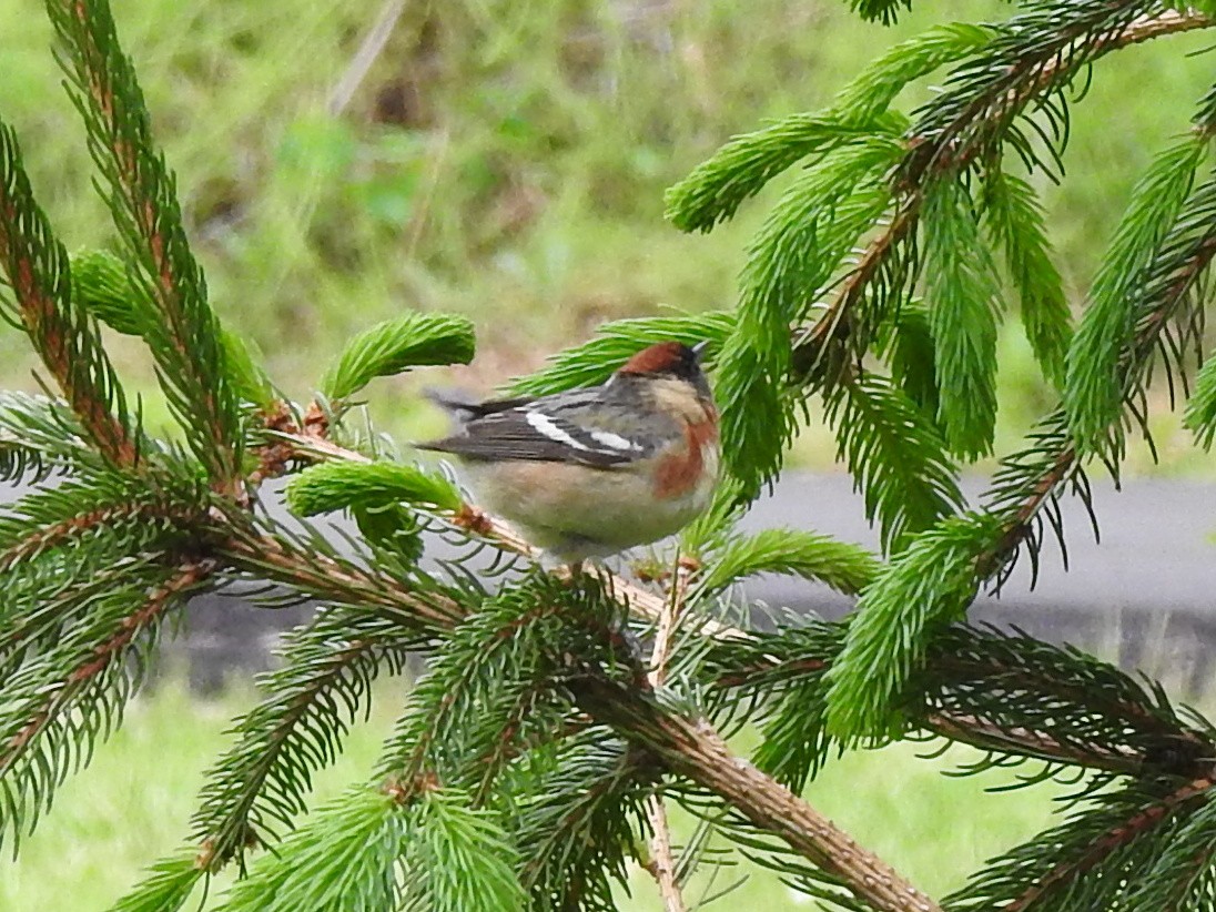 Bay-breasted Warbler - ML237430081