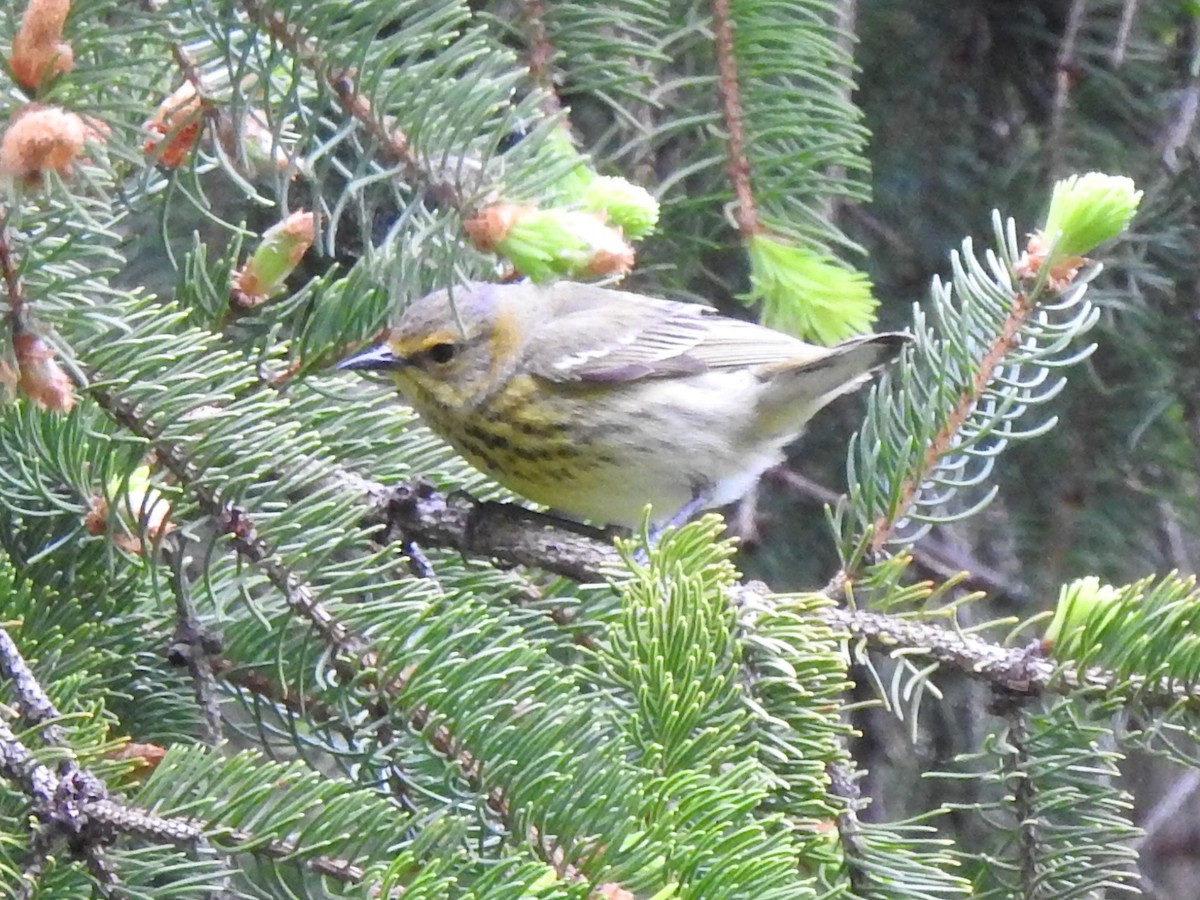 Cape May Warbler - ML237430141