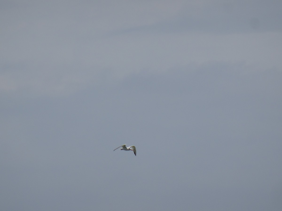 West African Crested Tern - ML237430171