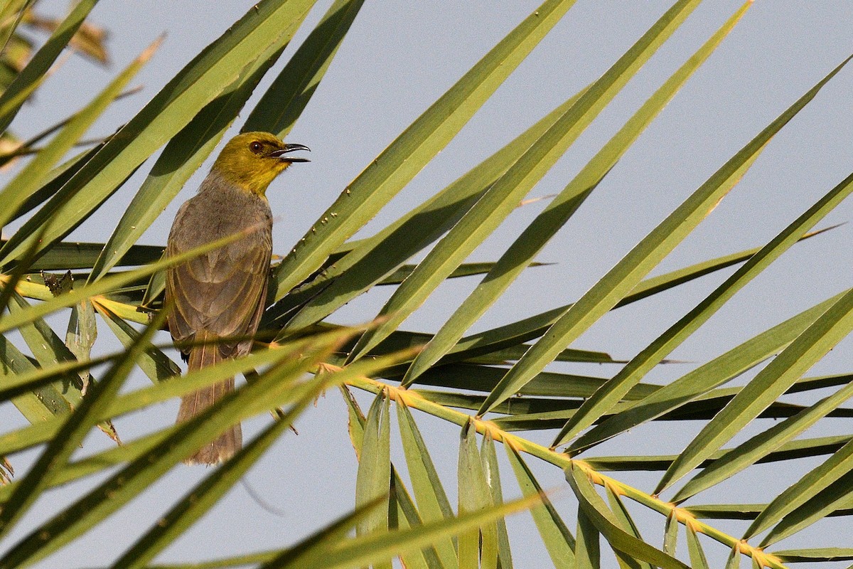 Yellow-throated Bulbul - Mallika Rajasekaran