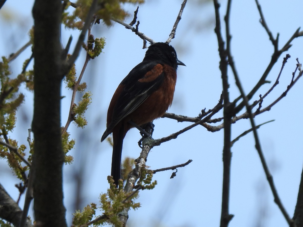Orchard Oriole - ML237432661