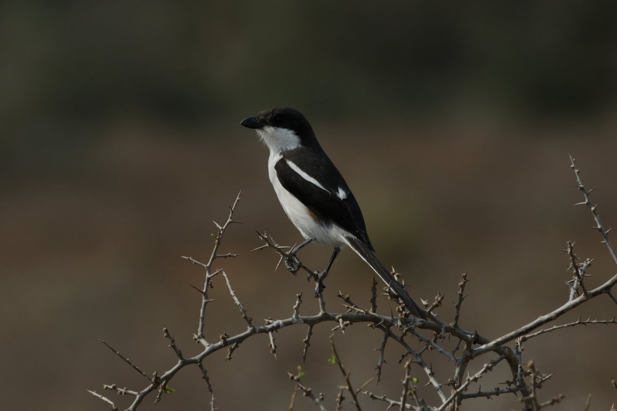 Southern Fiscal - ML237432731