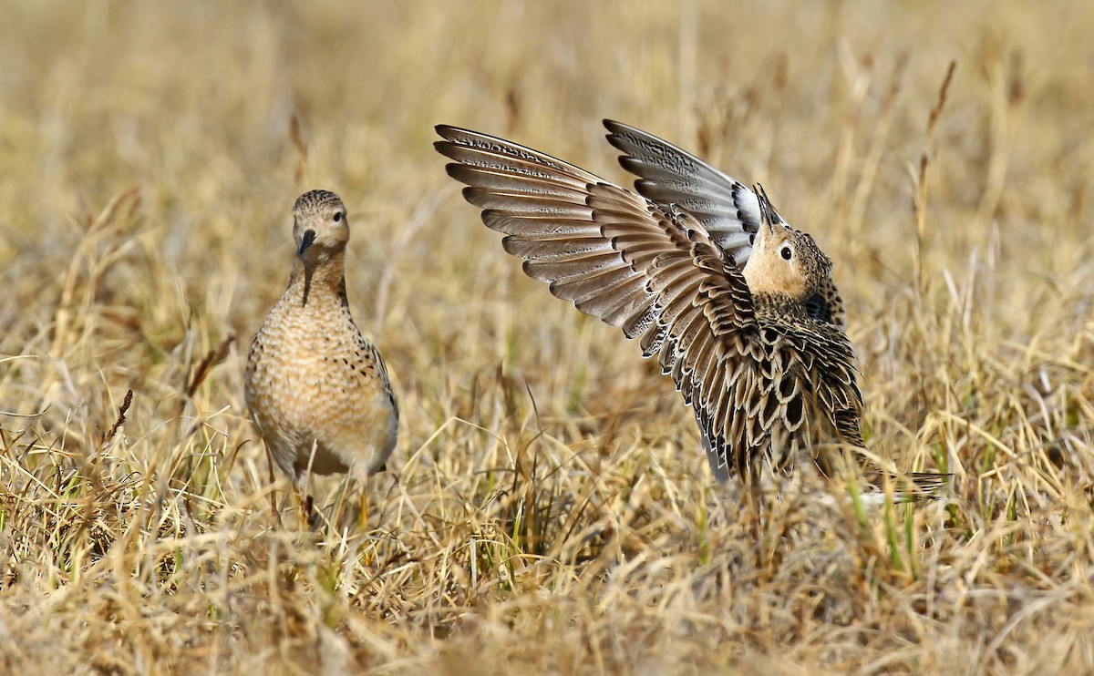 Buff-breasted Sandpiper - Daniel López-Velasco | Ornis Birding Expeditions