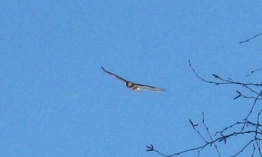 Red-tailed Hawk - Basil Conlin