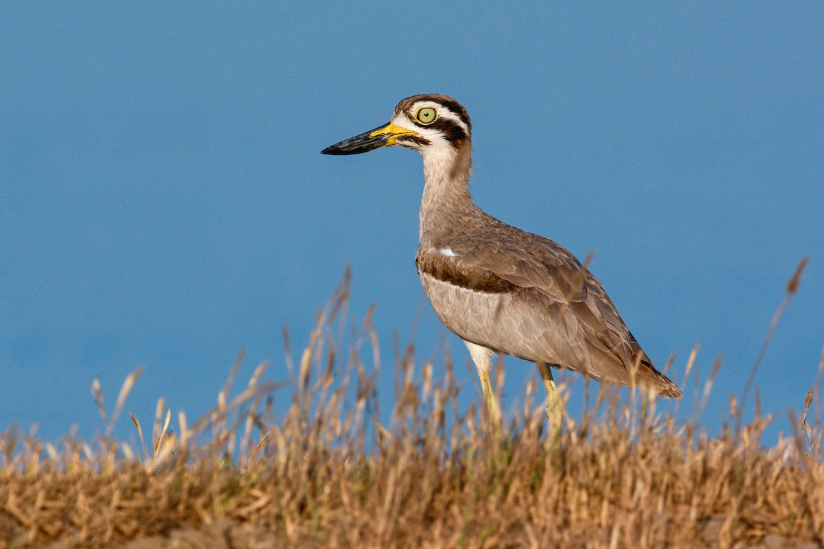Great Thick-knee - ML237436951