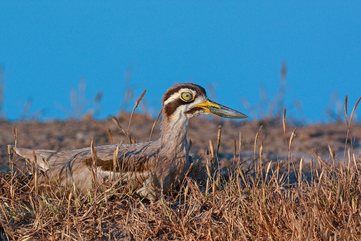 Great Thick-knee - ML237436961