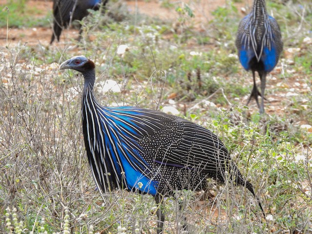 Vulturine Guineafowl - eBird Australia