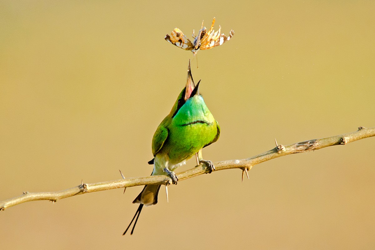 Asian Green Bee-eater - Yash Kothiala