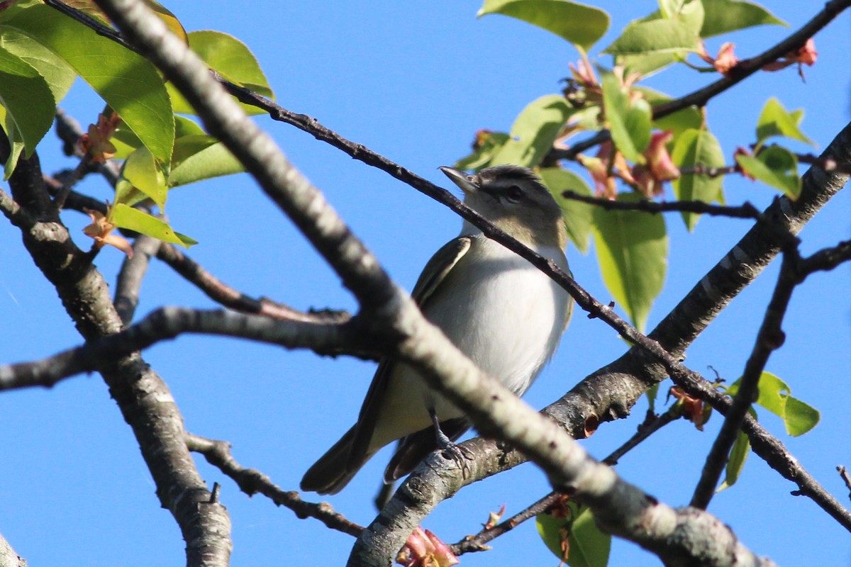 Red-eyed Vireo - Lily Morello